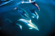 Northland And The Bay of Islands - Dolphins